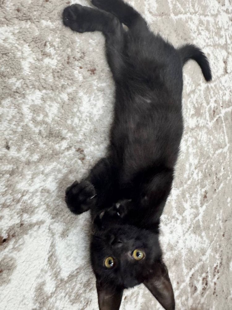 Котенок даром, Ташкент