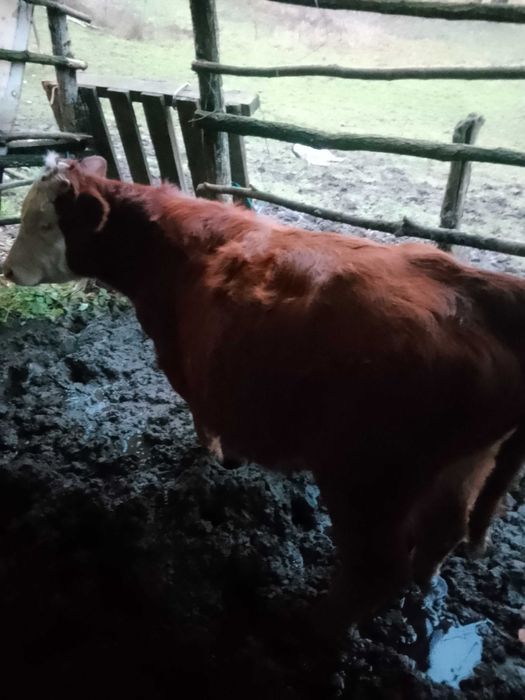 Vând tăuraș  de 4 luni jumate