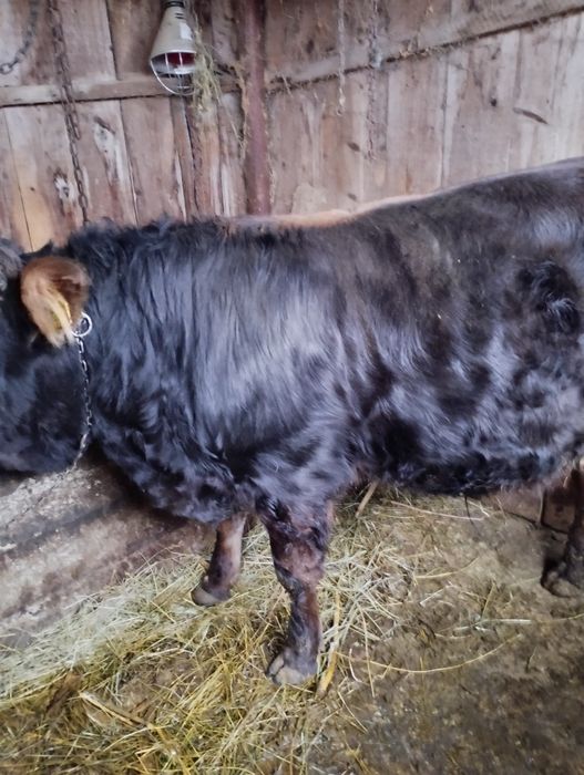 De vânzare tăuraș