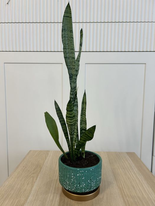 Сансевиерия комнатные цветы