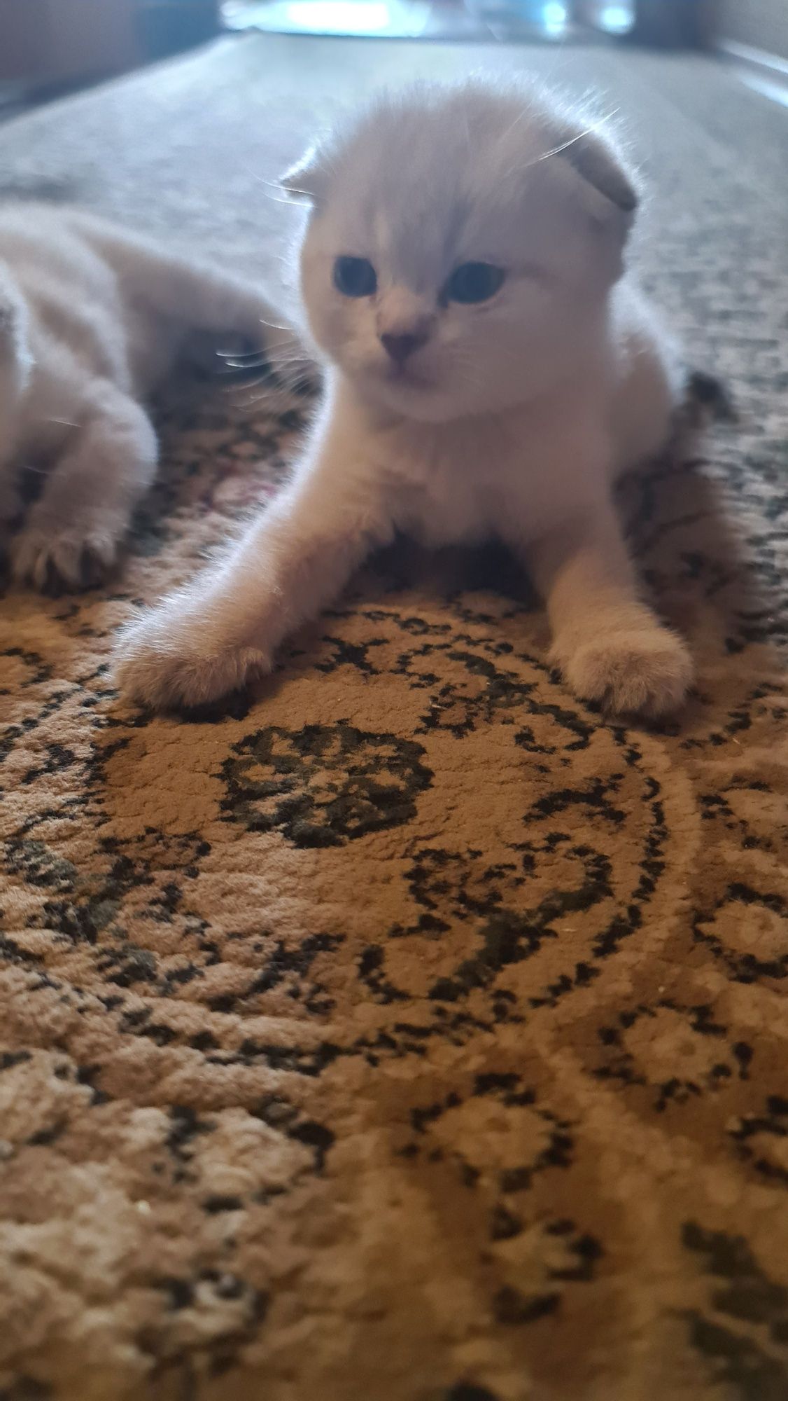 В наличии котята