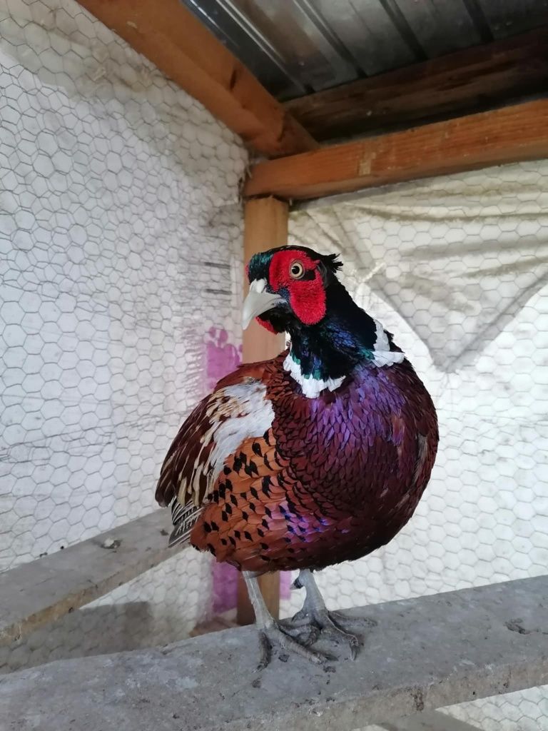 Vand mascul de fazan!