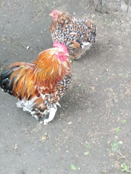 Продавам кохин петле