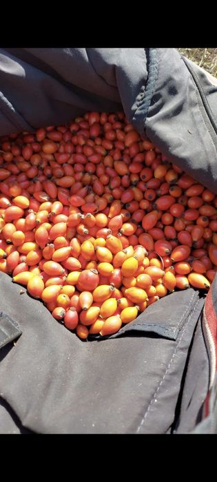 MĂCEȘE vand în cantități mari sau mici ,de la 500KG la 5 TONE