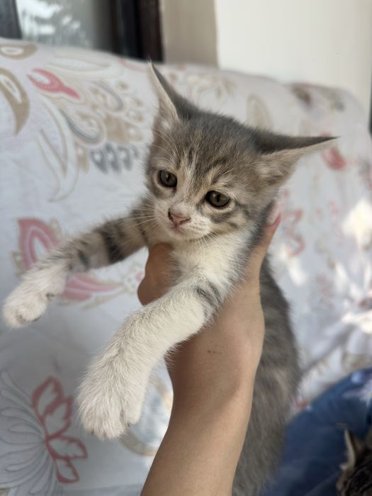 Отдам кошки.