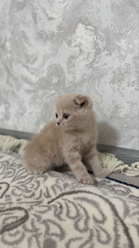 Продается кошка 3/4недели (мальчик)
