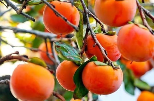 Kaki la Ghiveci (Soiuri Diferite )