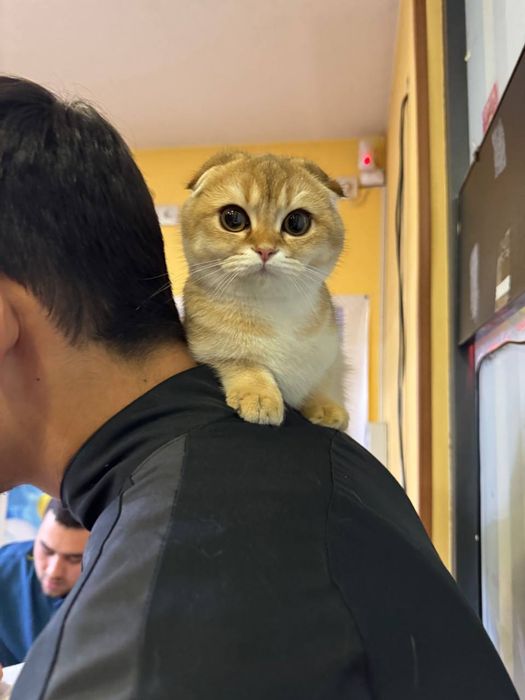 Продается коша золотая шинишилла чистокровная