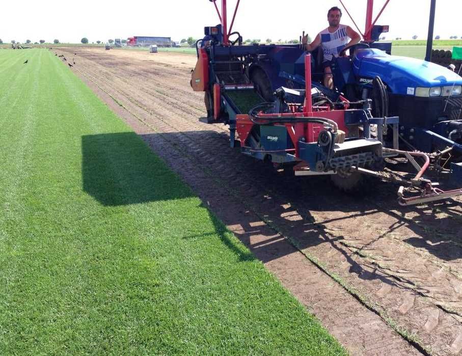 Gazon Rulou Calitate extra , Oferim transport oriunde in tara !