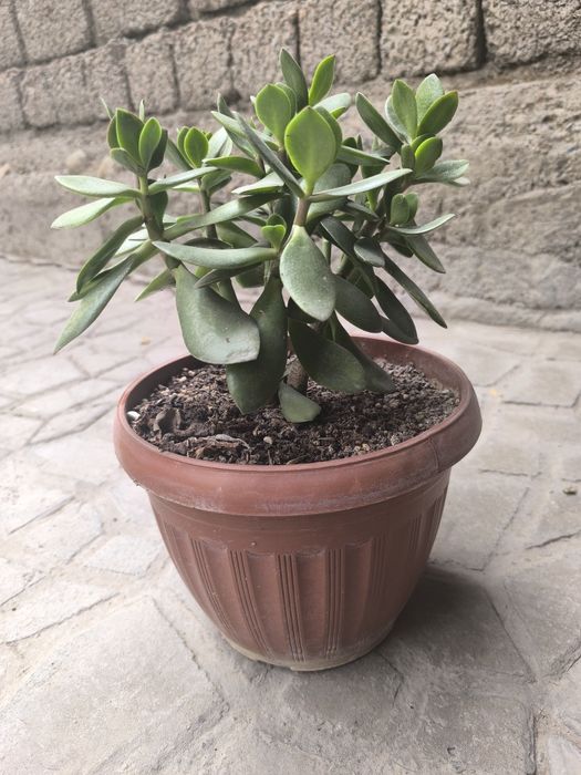 Продам комнатные цветы