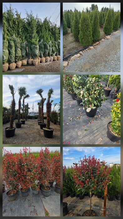 Vindem Magnoli Grandiflora Palmieri etc