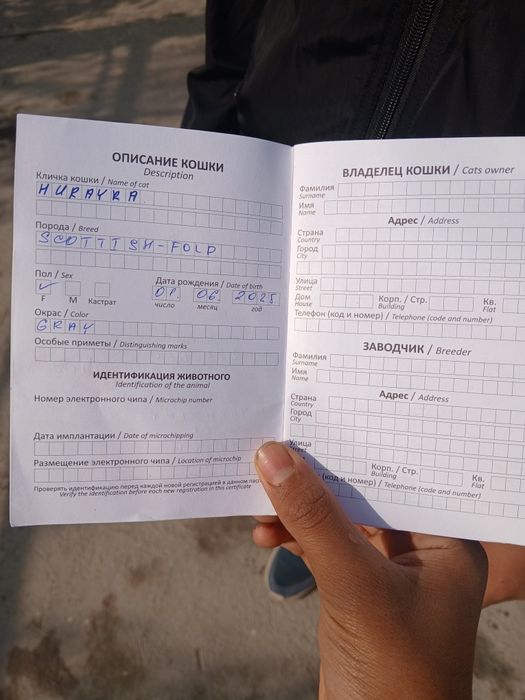 Zotdor Mushuk sotiladi 400$ kelishtirib beraman