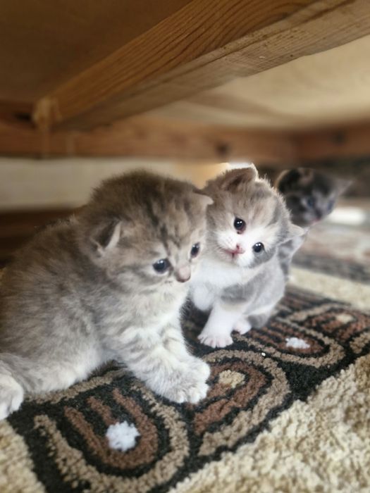 Шотландские вислоухие котята