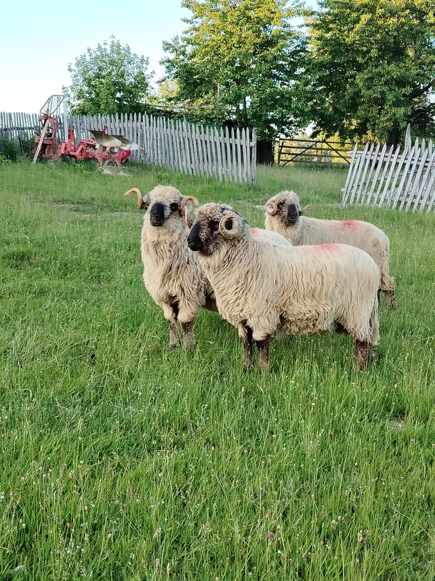 De vânzare 3 mniori ju Hunedoara sa Tarsa Luncani