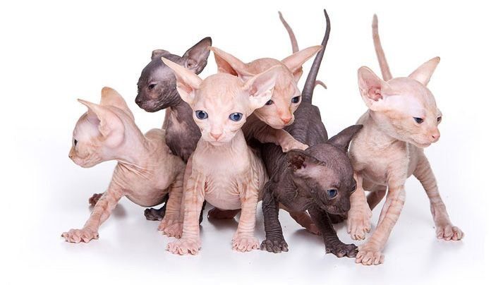 Сфинкс.                                .