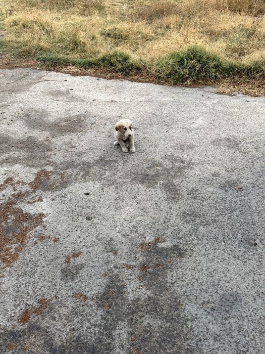 отдам даром щенят