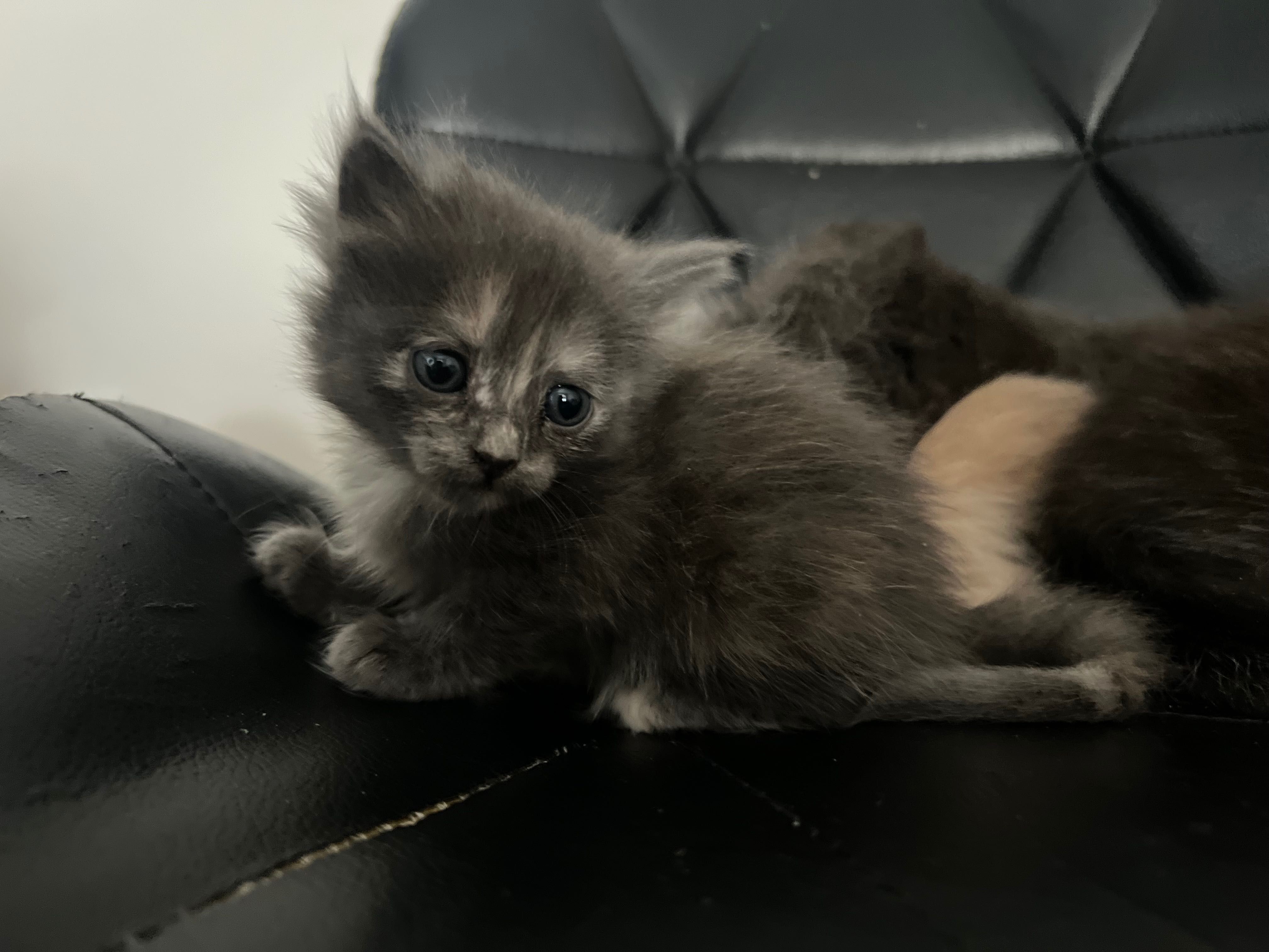 Котята, 4 штуки.