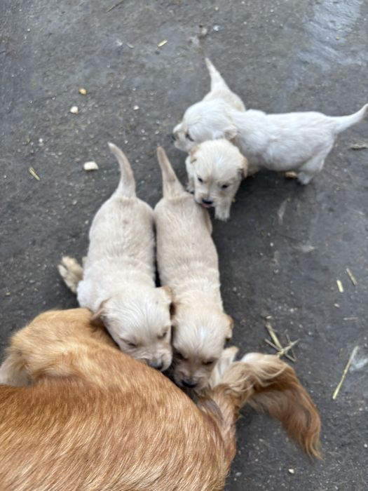 Бебета голдън ретривър