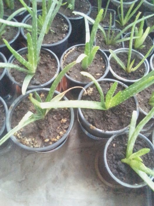 Алое Вера лечебно