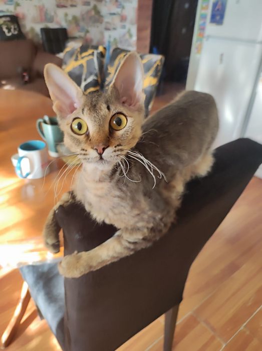 Общительная мадам, стерилизованная, 1год 6мес. любит сидеть на руках