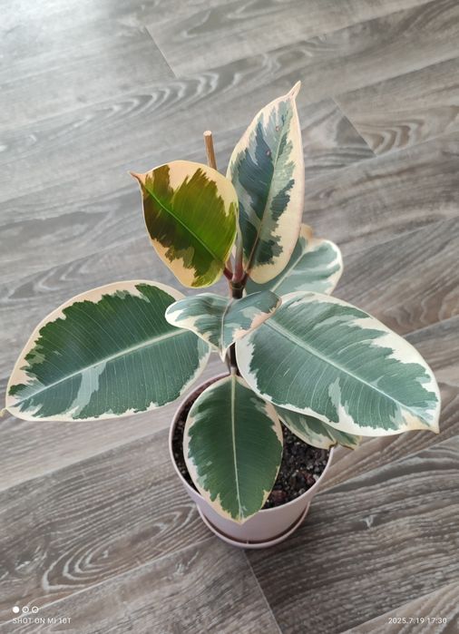 Фикусы видовые и сортовые