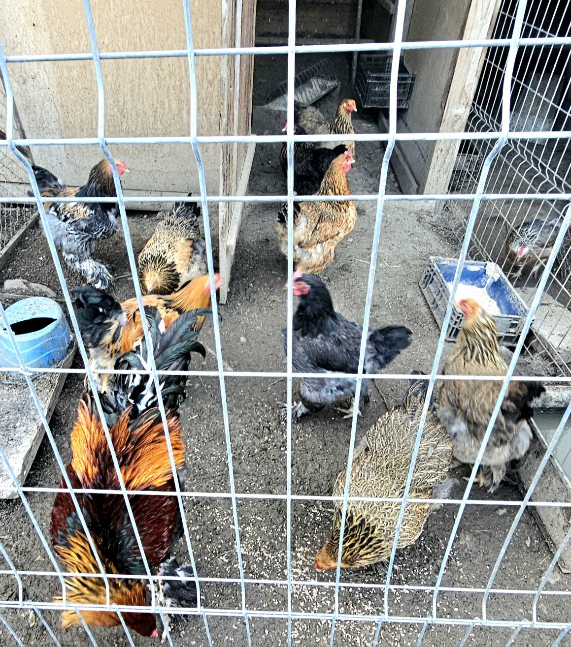 Ouă pentru incubat