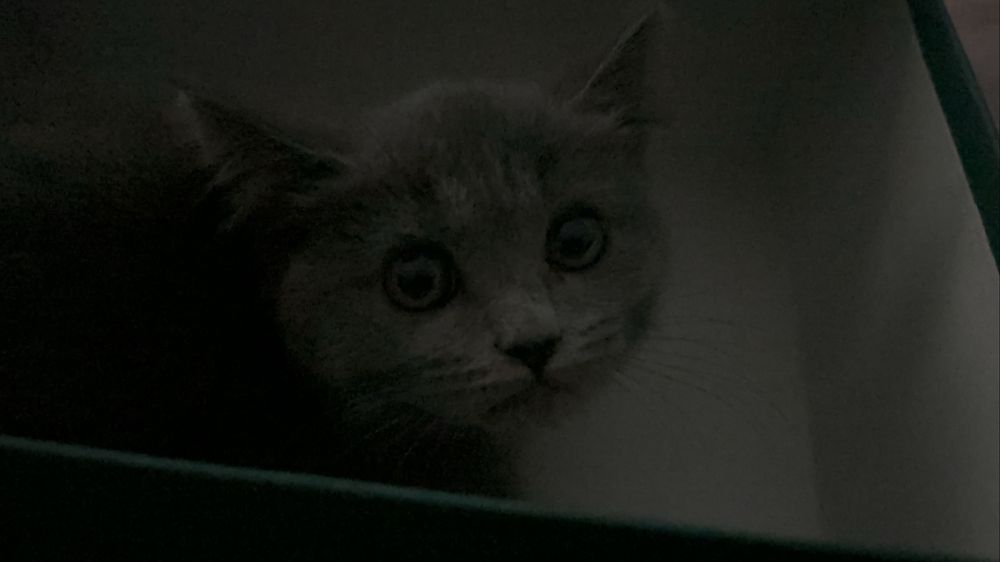 кошка страйт девочка 2 месяца