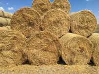 Baloti paie 2025 orz triticale grau