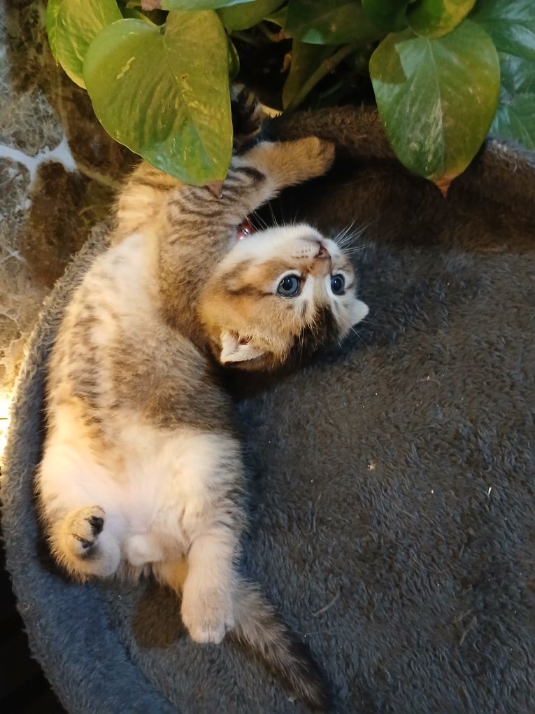 Продаю котенка шиншила