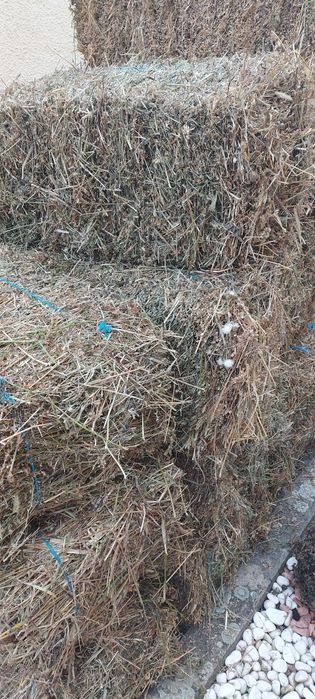 Disponibili baloti trifoi (lucerna)