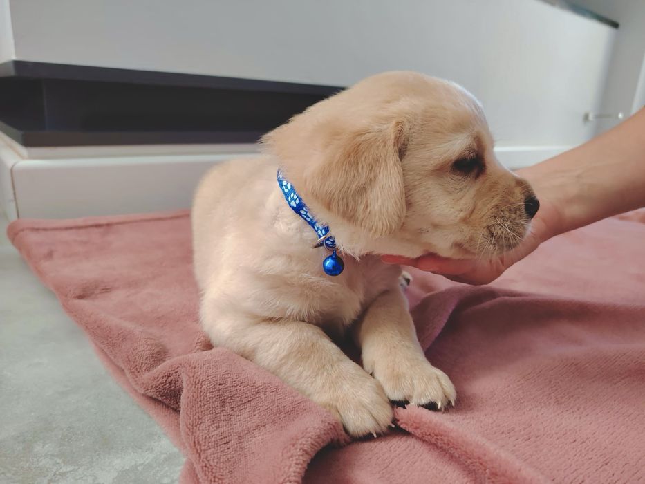 Pui Labrador Retriever cu Pedigree Tip A