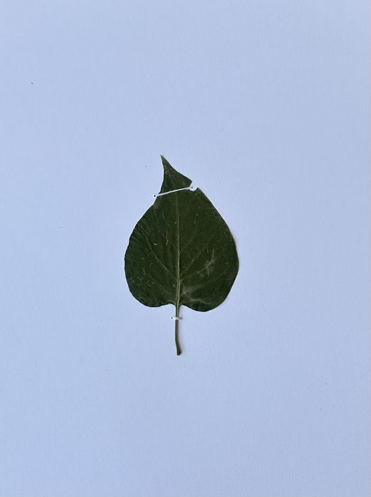 Морфологичен Хербарий 20бр