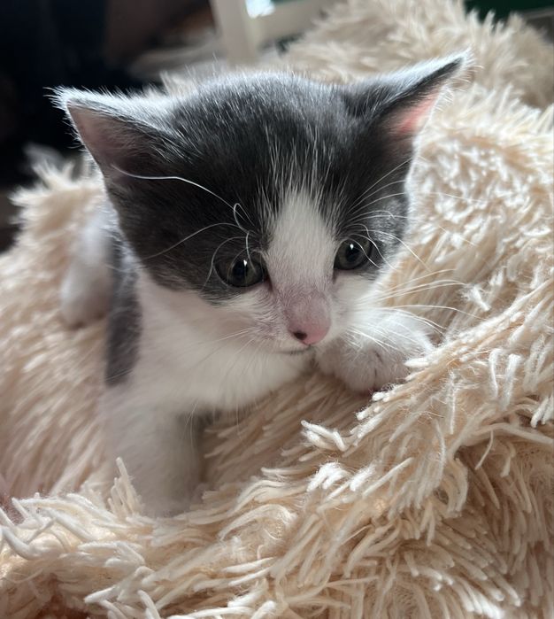 Отдам котенка в хоршие руки!