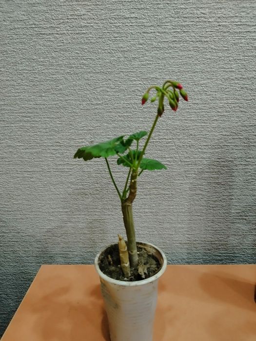 Цветы герань домашние