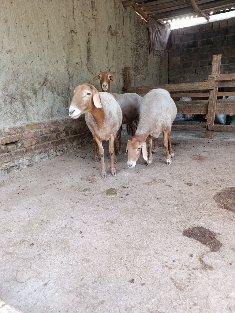 Boguz qoylar sotiladi