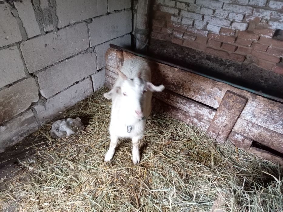 Vând capre alpine franceza