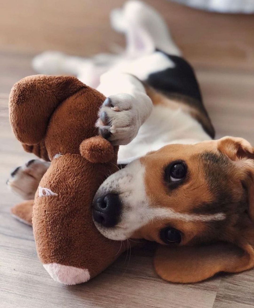 Pui beagle tricolori
