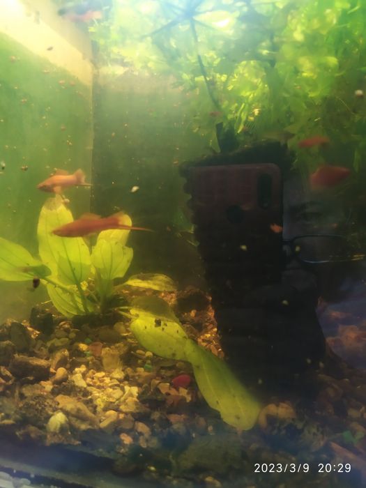 Аквариум ные рыбки меченосцев губби улитка,