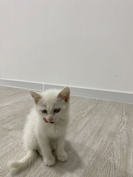 Skotish strayt mushugi sotiladi