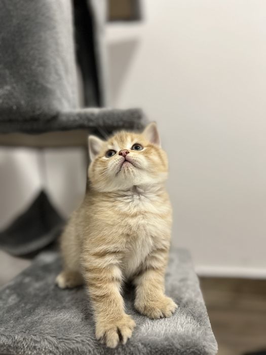 Pisicuțe de 6 săptămâni – jucăușe și foarte dragute