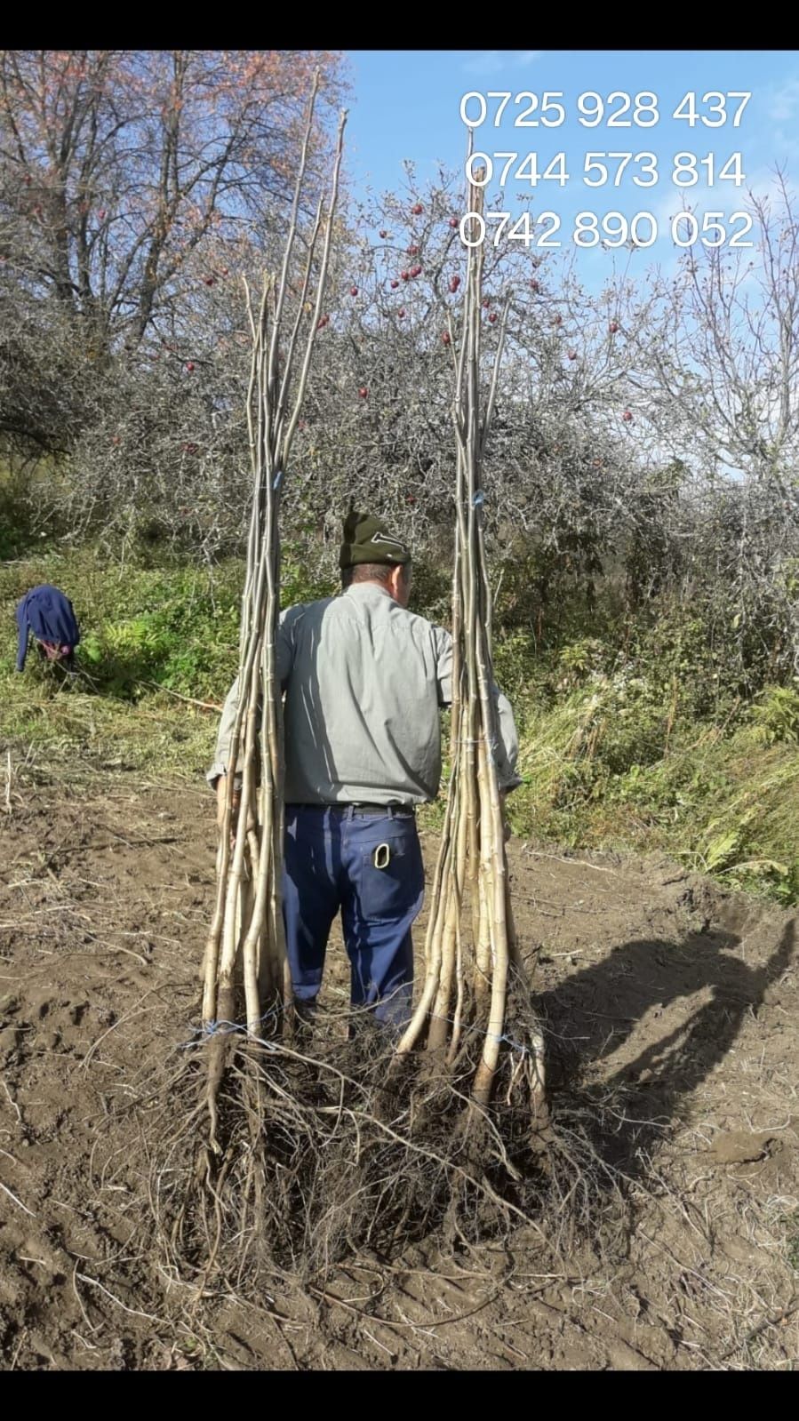 Flori soc 10kg.Visin.Nuc.Catina.Prun.Nectarin.Mur.Alun.Paulownia.Afin.