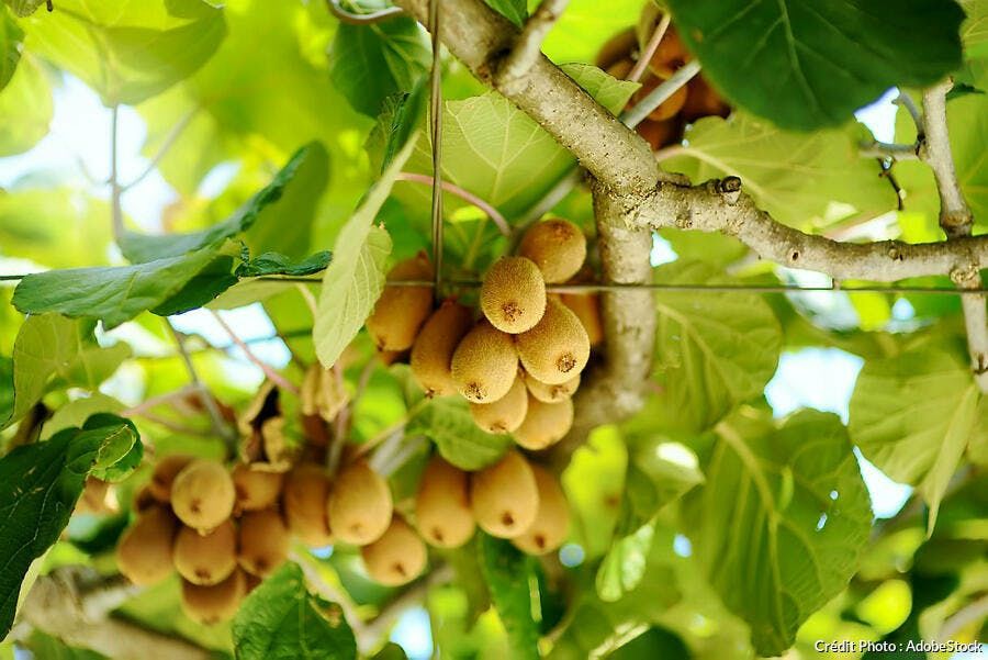 Pomi Fructiferi Exotici  soiuri de  kiwi