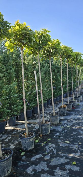 Platan- Tei de floare - Catalpa globulara- Mesteacan