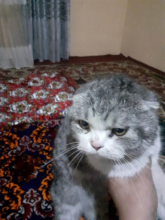 Erkatoy mushuk sotiladi