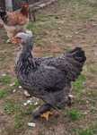 Familie Brahma 4 gaini