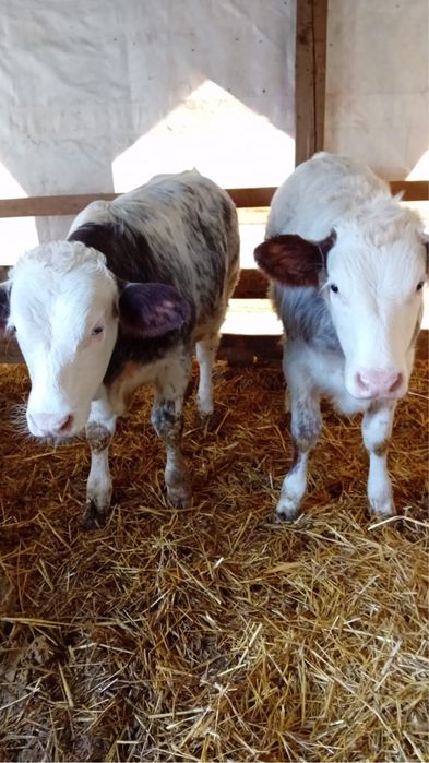 Vand un vitel si o vitea de belga