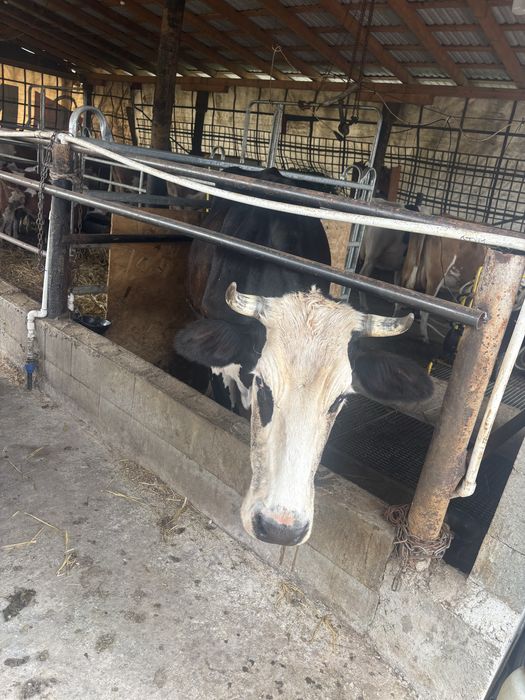 Vaca baltata romaneasca pe negru