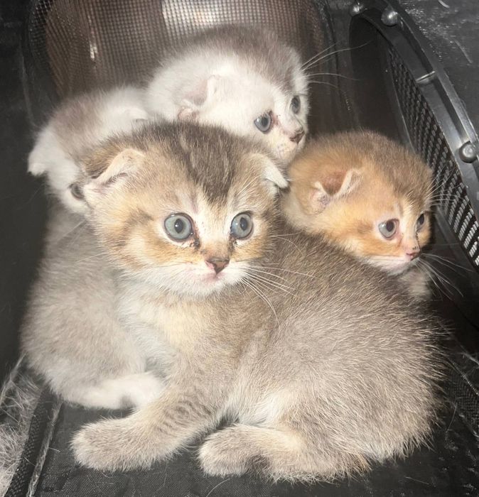 Котята скотиш+шиншилла.