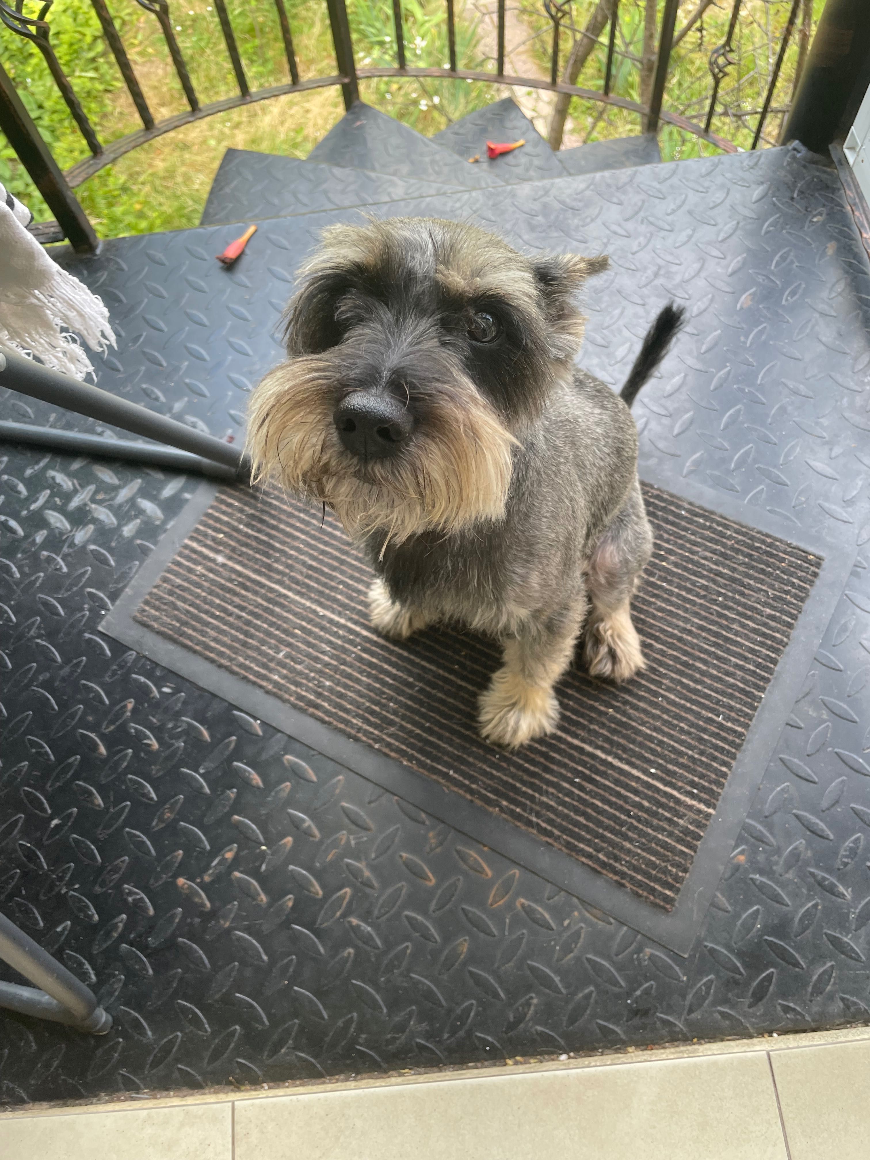 Schnauzer mic sare & piper pt adoptie — ascultator si vesel