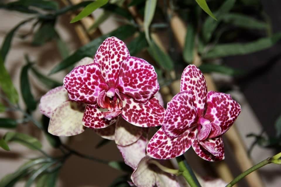 Orhidee Phalaenopsis Lioulin Wild Cat - 2 tije